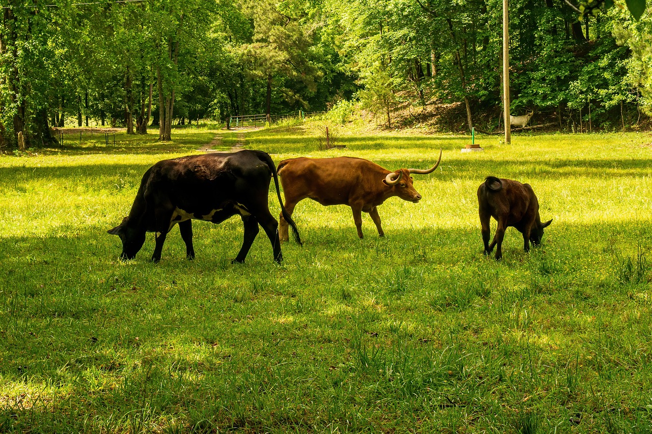 découvrez l'empreinte carbone, un indicateur crucial de l'impact environnemental de nos actes. apprenez comment évaluer et réduire votre empreinte afin de contribuer à un avenir durable et responsable.