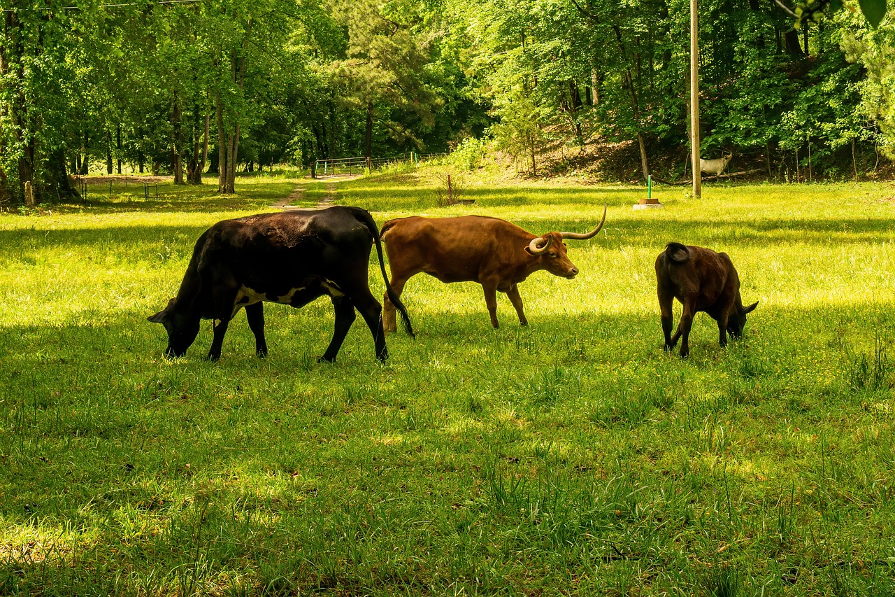 découvrez l'empreinte carbone, un indicateur clé de l'impact environnemental de nos activités quotidiennes. apprenez comment mesurer et réduire votre empreinte pour un avenir plus durable et respectueux de la planète.
