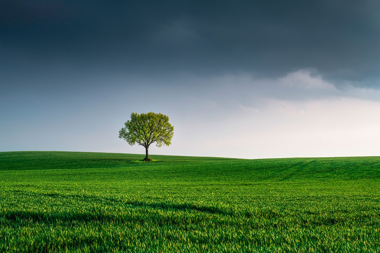 découvrez l'importance de la préservation de notre environnement, les défis actuels et les solutions durables pour un avenir meilleur. engagez-vous pour la planète et apprenez comment chaque action compte.