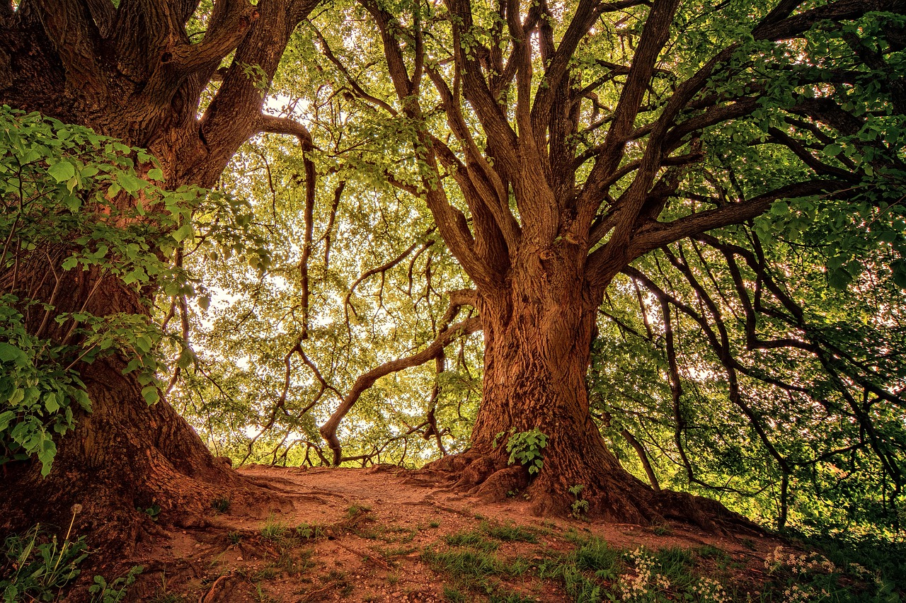 explorez la beauté des forêts, ces vastes espaces naturels regorgeant de biodiversité, de paysages enchanteurs et d'activités de plein air. découvrez l'importance des forêts pour notre planète et comment les préserver.