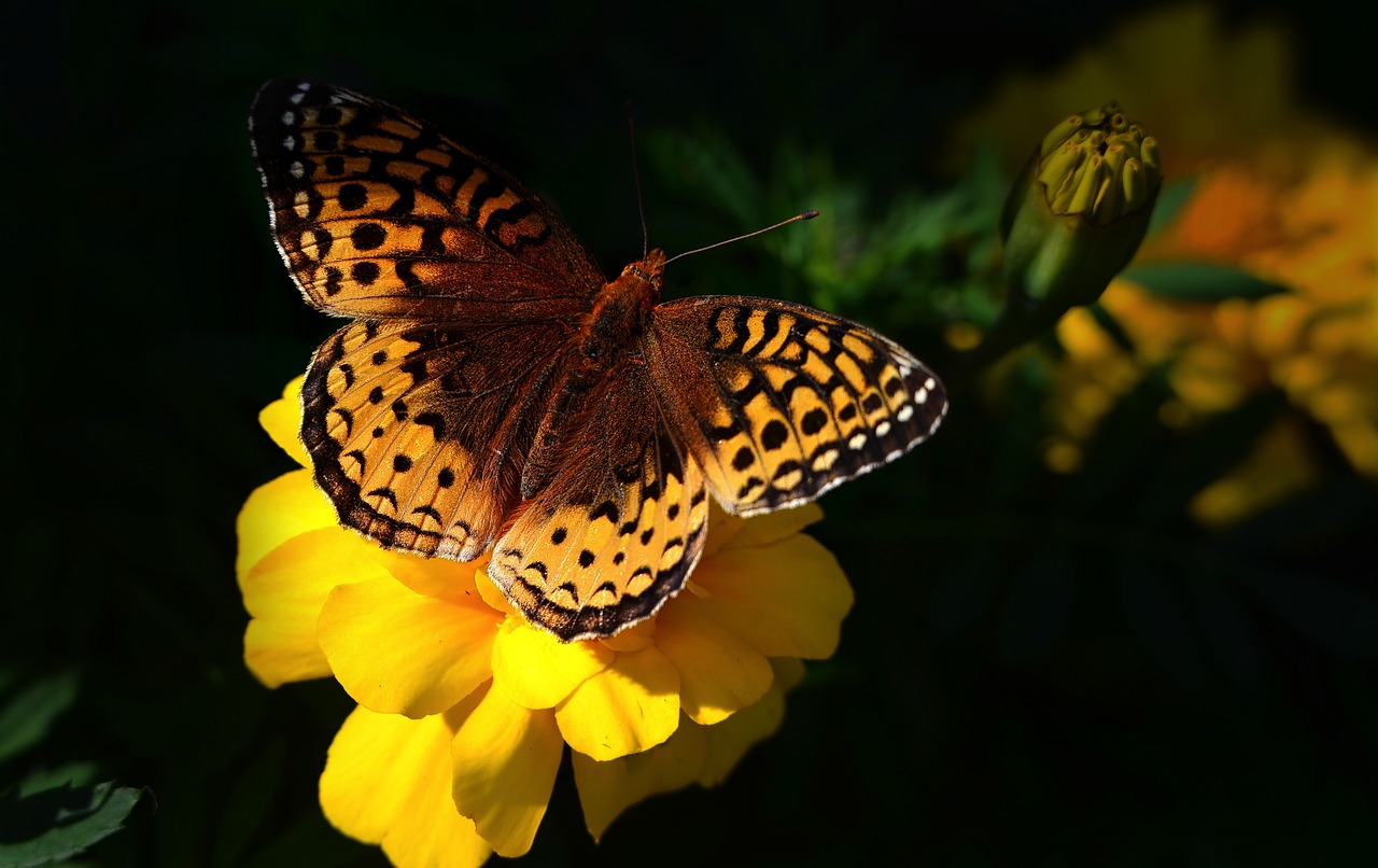 L’importance de la biodiversité dans un bilan carbone