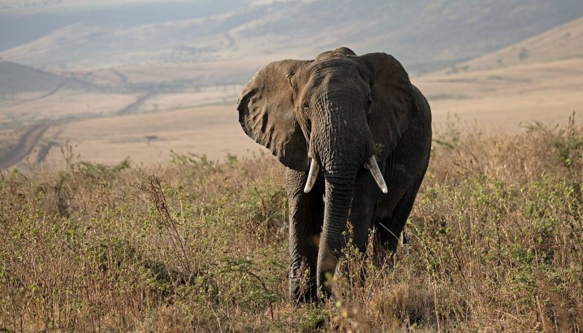 découvrez l'importance de la conservation de l'environnement pour préserver notre planète. explorez des solutions durables, des initiatives de protection de la biodiversité et des actions individuelles pour réduire notre empreinte écologique.