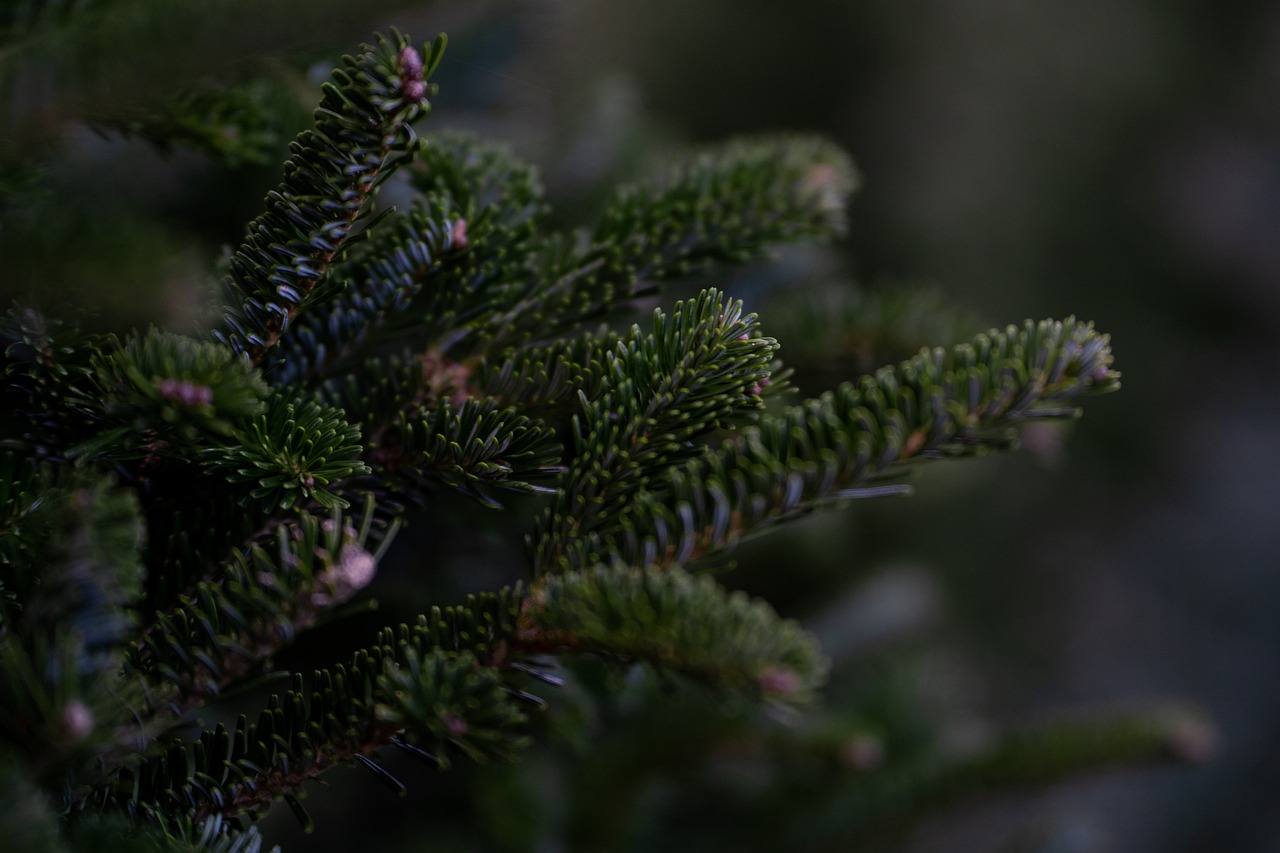 découvrez notre sélection de magnifiques sapins de noël pour embellir vos fêtes de fin d'année. que vous recherchiez un sapin traditionnel ou moderne, trouvez celui qui apportera magie et ambiance à votre intérieur.