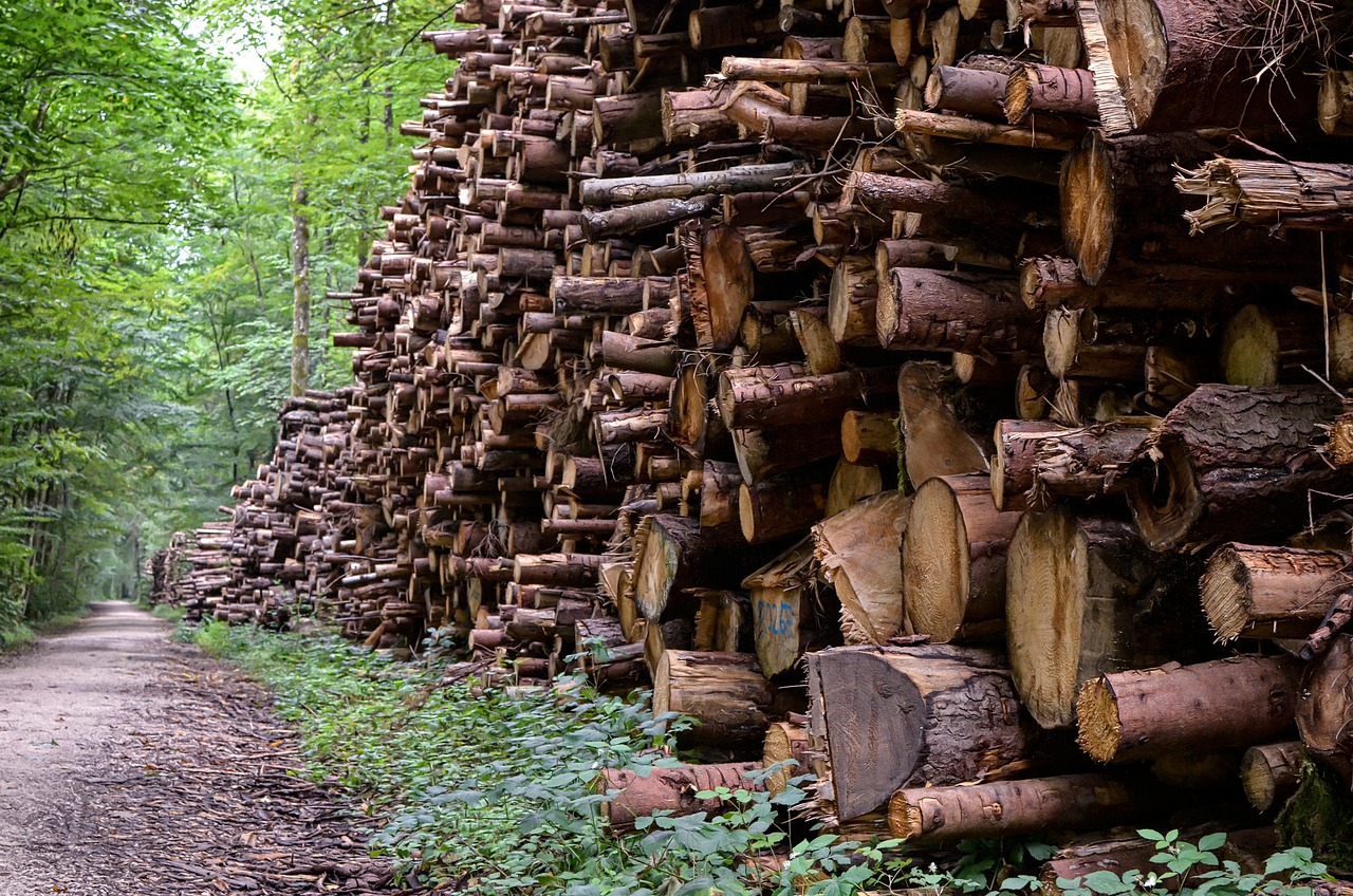 découvrez le monde fascinant de la foresterie : gestion durable des forêts, préservation des écosystèmes et exploitation responsable des ressources boisées. apprenez comment l'équilibre entre biodiversité et développement économique est essentiel pour l'avenir de nos forêts.