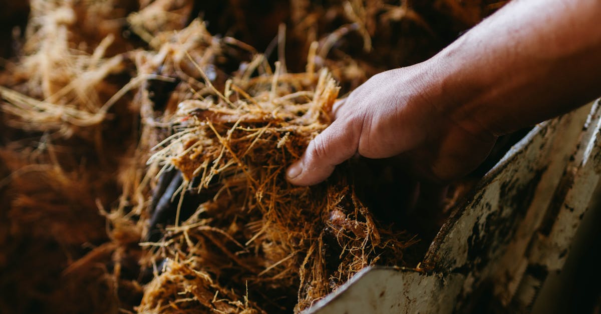 découvrez la biomasse, une source d'énergie renouvelable essentielle qui utilise des matières organiques pour produire de l'énergie. apprenez ses applications, ses avantages environnementaux et son rôle dans la transition énergétique.