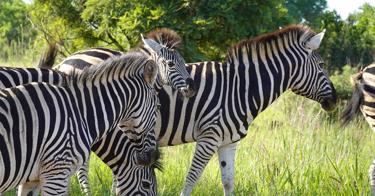 découvrez l'importance des zones protégées pour la conservation de la biodiversité et la préservation des écosystèmes. apprenez comment ces espaces vitaux contribuent à la lutte contre le changement climatique et à la protection des espèces menacées.