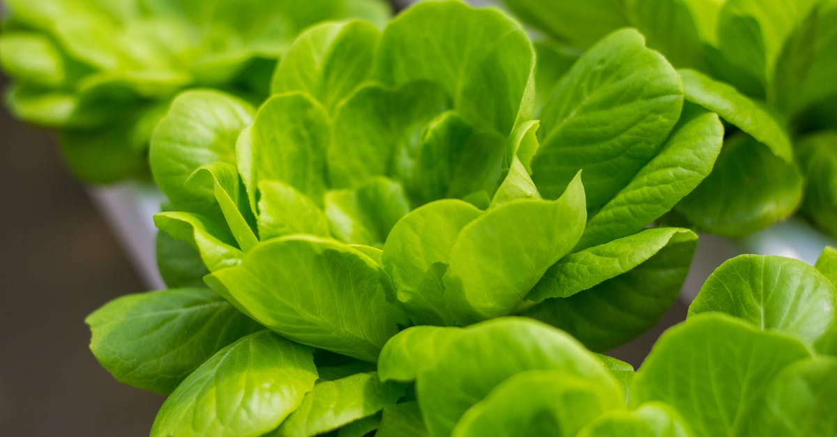 découvrez comment les systèmes alimentaires durables transforment notre façon de produire et de consommer. apprenez les pratiques respectueuses de l'environnement, favorisant une alimentation saine tout en préservant les ressources naturelles pour les générations futures.