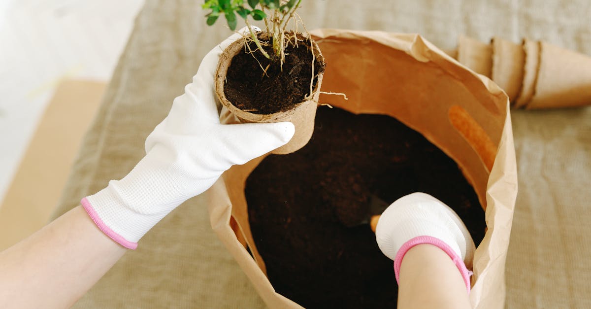 Reforestation : Pourquoi elle est essentielle pour l’avenir de notre planète