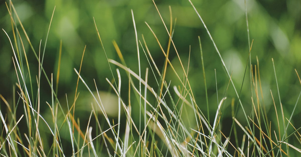 découvrez l'importance de la biodiversité, ses enjeux et son impact sur notre planète. apprenez comment chaque espèce, grande ou petite, joue un rôle essentiel dans l'écosystème et comment nous pouvons contribuer à sa protection.