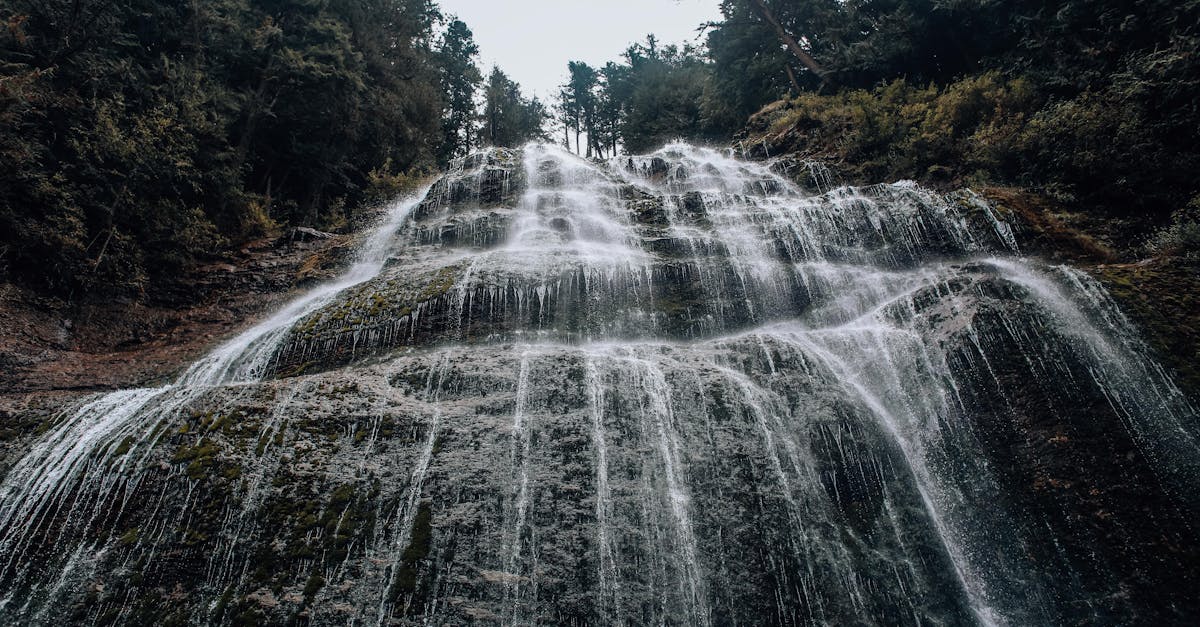 découvrez l'engagement envers l'environnement avec notre exploration de l'écologie, des pratiques durables et des initiatives pour préserver notre planète. rejoignez le mouvement de l'écologisme pour un avenir plus vert et responsable.