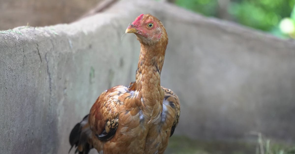 découvrez l'agriculture biologique : une méthode durable et respectueuse de l'environnement qui favorise la santé des plantes, des sols et des consommateurs. explorez les bienfaits de l'agriculture sans produits chimiques et soutenez une alimentation saine.