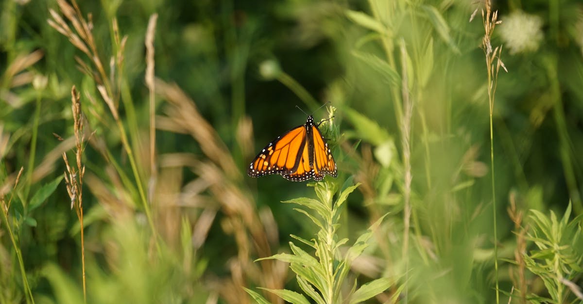 découvrez la biodiversité : un équilibre fragile des écosystèmes, un trésor de richesses naturelles, et l'importance de sa préservation pour le bien-être de notre planète. apprenez comment chaque espèce joue un rôle vital et comment nous pouvons agir pour protéger notre environnement.