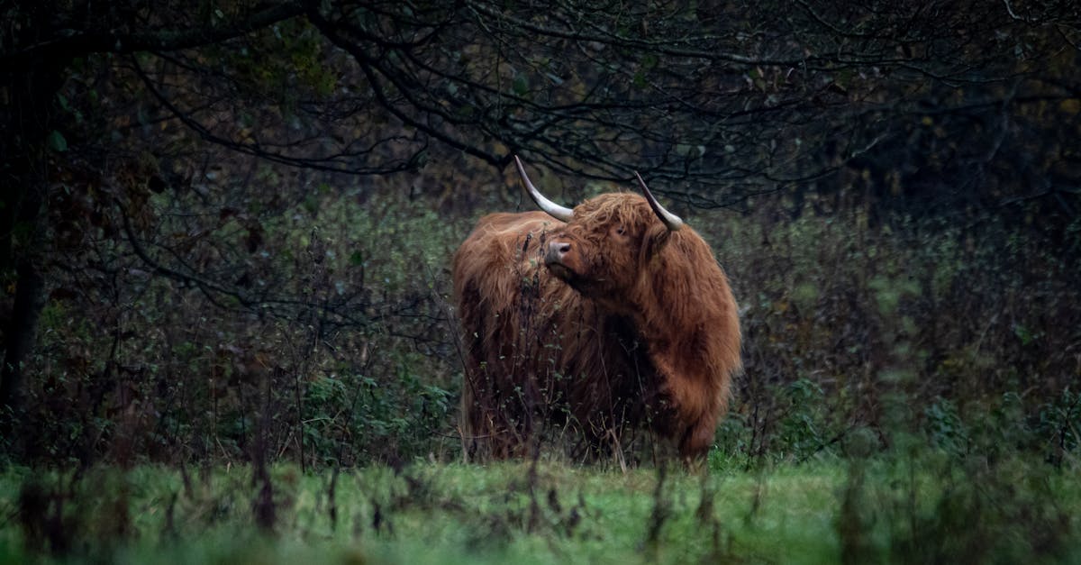 découvrez l'agroforesterie, une pratique innovante qui combine agriculture et foresterie pour favoriser la biodiversité, améliorer la qualité des sols et renforcer la durabilité des écosystèmes. apprenez comment cette méthode peut contribuer à une agriculture plus respectueuse de l'environnement tout en augmentant les rendements.