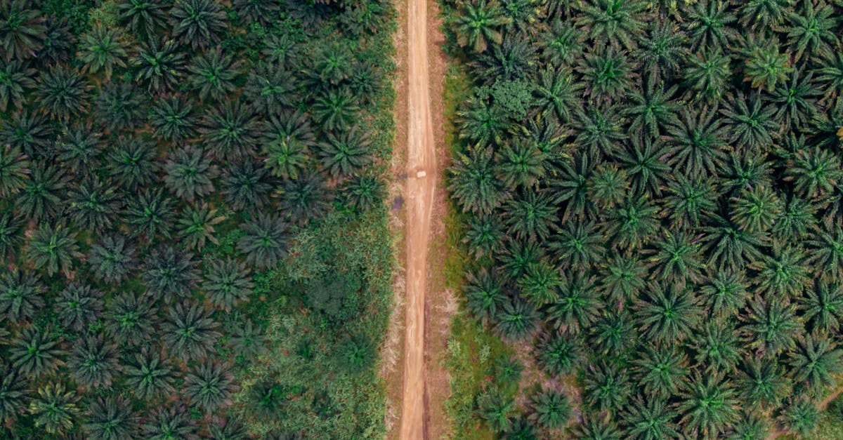 découvrez l'agroforesterie, une pratique innovante qui allie agriculture et sylviculture pour promouvoir la biodiversité, améliorer la qualité des sols et favoriser des écosystèmes durables. apprenez comment cette méthode peut transformer les paysages agricoles tout en répondant aux défis environnementaux contemporains.