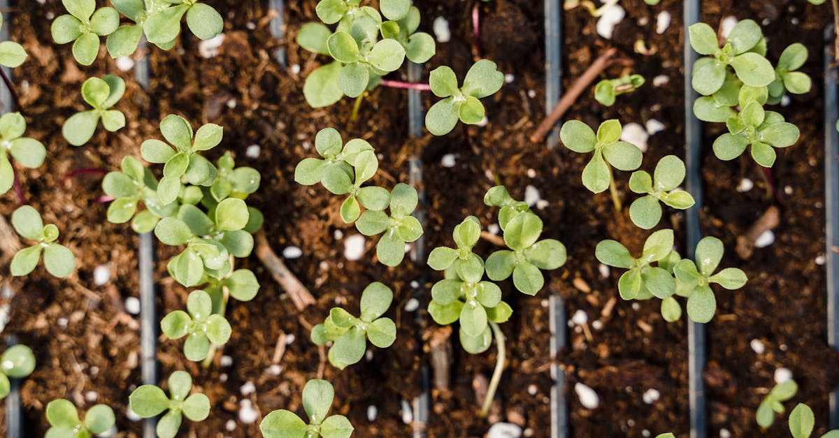 découvrez l'agroforesterie, une méthode innovante alliant agriculture et sylviculture, visant à améliorer la durabilité des écosystèmes tout en maximisant les rendements agricoles. explorez ses avantages environnementaux et économiques pour un avenir plus vert.