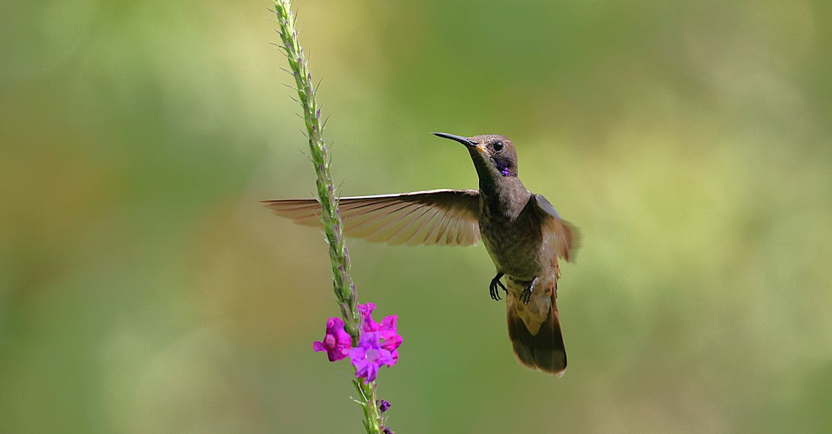 découvrez l'importance de la biodiversité pour notre planète. explorez les écosystèmes, les espèces menacées et les moyens de préserver la richesse de la vie sur terre.