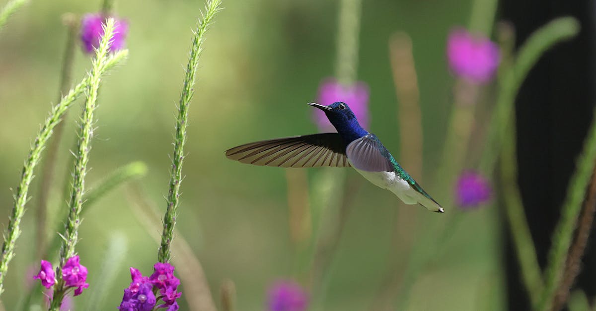 découvrez la richesse de la biodiversité, un écosystème fascinant qui abrite une multitude d'espèces animales et végétales. apprenez comment chaque être vivant joue un rôle crucial dans l'équilibre de notre planète et explorez des initiatives pour sa préservation.