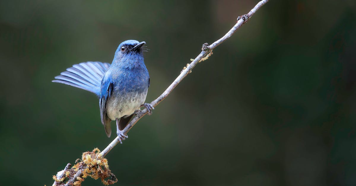 découvrez l'importance de la biodiversité, ses conséquences sur notre planète, ainsi que les actions essentielles à entreprendre pour la préserver. plongez dans la diversité des espèces et des écosystèmes qui soutiennent la vie sur terre.