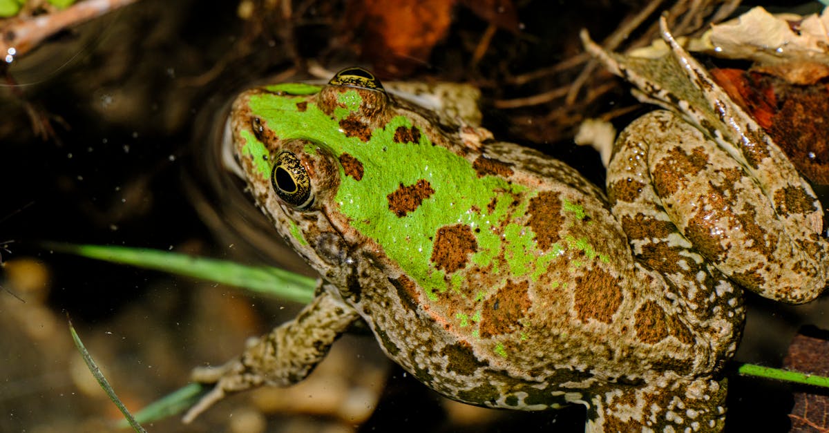 découvrez l'importance de la biodiversité pour notre planète et l'équilibre des écosystèmes. apprenez comment préserver la diversité des espèces et pourquoi elle est essentielle pour le développement durable et la santé de notre environnement.