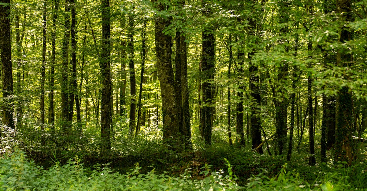 découvrez l'importance de la biodiversité et son rôle essentiel dans nos écosystèmes. explorez les menaces qui pèsent sur la diversité biologique et les actions que nous pouvons entreprendre pour préserver notre planète. informez-vous sur les espèces, les habitats, et l'équilibre naturel indispensable à la vie.