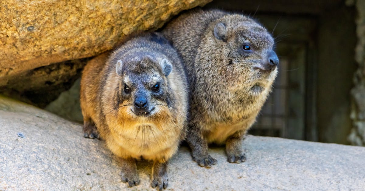 découvrez l'importance de la biodiversité pour notre planète, ses menaces, et comment chaque individu peut contribuer à sa préservation. explorez les écosystèmes, la diversité des espèces et leur rôle essentiel pour un avenir durable.