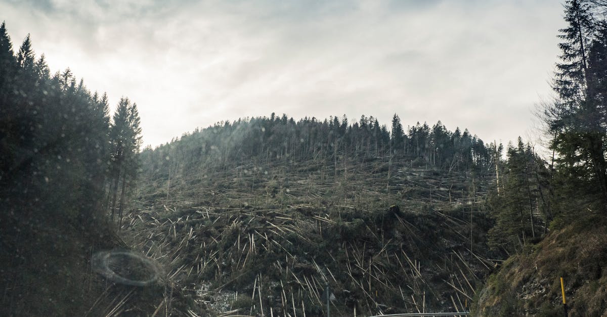 découvrez les enjeux de la déforestation, ses impacts sur la biodiversité et le climat, ainsi que les solutions pour préserver nos forêts et promouvoir un développement durable.