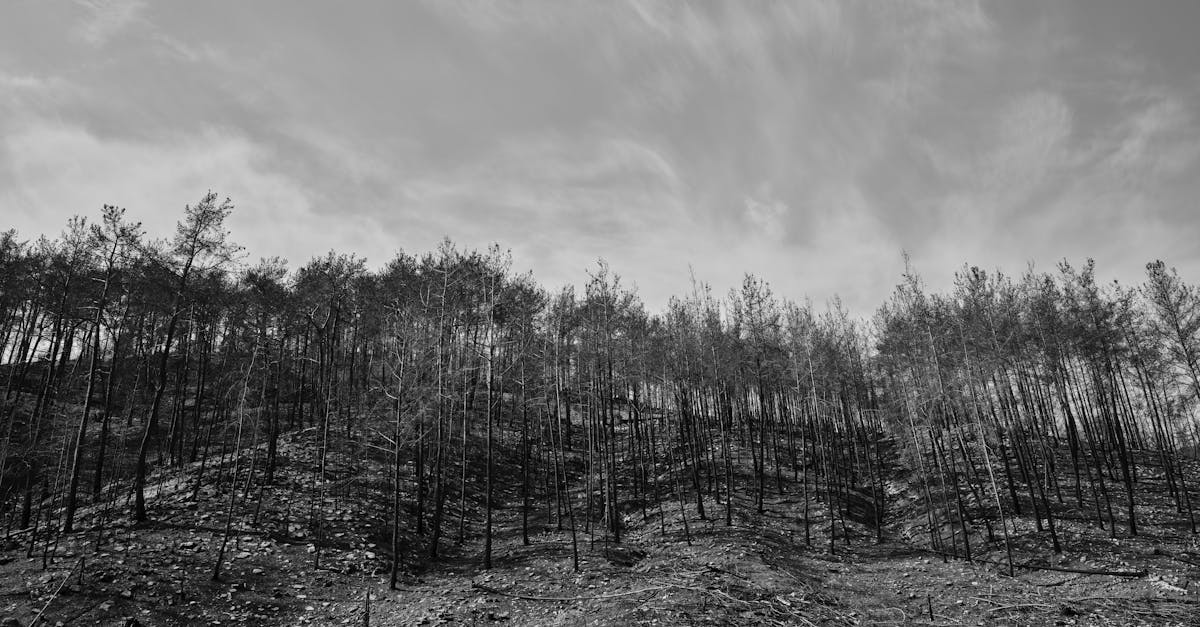 découvrez les principes de la régénération écologique, une approche innovante pour restaurer les écosystèmes, améliorer la biodiversité et promouvoir un avenir durable. explorez des solutions pour revitaliser notre planète tout en favorisant l'harmonie entre l'homme et la nature.