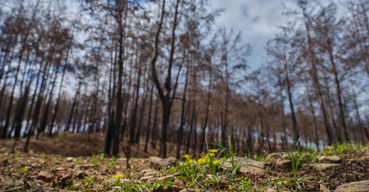 découvrez l'écologie régénérative : un processus innovant visant à restaurer les écosystèmes, à promouvoir la biodiversité et à créer un avenir durable pour notre planète. engagez-vous pour un environnement sain et revitalisé.