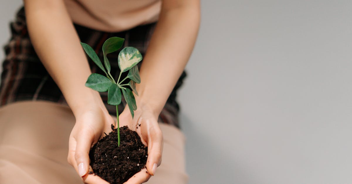 découvrez l'importance de la régénération écologique pour restaurer nos écosystèmes. apprenez comment ces pratiques contribuent à la biodiversité, à la lutte contre le changement climatique et à un avenir durable.