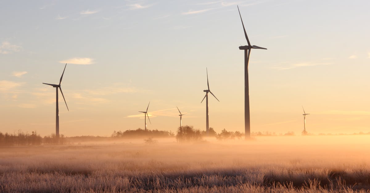 découvrez les valeurs écologiques qui guident notre engagement pour une planète durable. explorez des principes, des pratiques et des initiatives qui promeuvent la préservation de l'environnement et le développement durable.