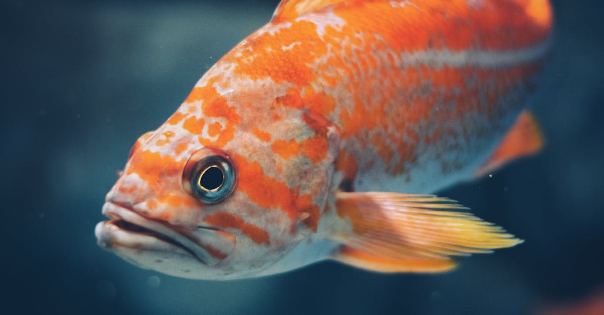 découvrez la richesse de la biodiversité marine : des écosystèmes fascinants, des espèces uniques aux enjeux de conservation cruciaux pour notre planète. plongez dans l'univers des océans et explorez les merveilles qu'ils renferment.