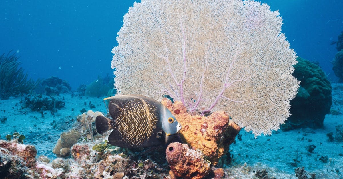 découvrez la richesse et la diversité de la biodiversité marine, essentielle à l'équilibre des écosystèmes marins et à la santé de notre planète. explorez les espèces fascinantes, les habitats fragiles et les enjeux de conservation qui menacent les mers et océans du monde.