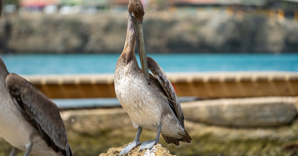 découvrez la richesse et la diversité de la biodiversité marine, un écosystème fascinant qui abrite une multitude d'espèces et joue un rôle crucial dans l'équilibre de notre planète. explorez les défis auxquels la vie marine est confrontée et sensibilisez-vous à l'importance de sa préservation.