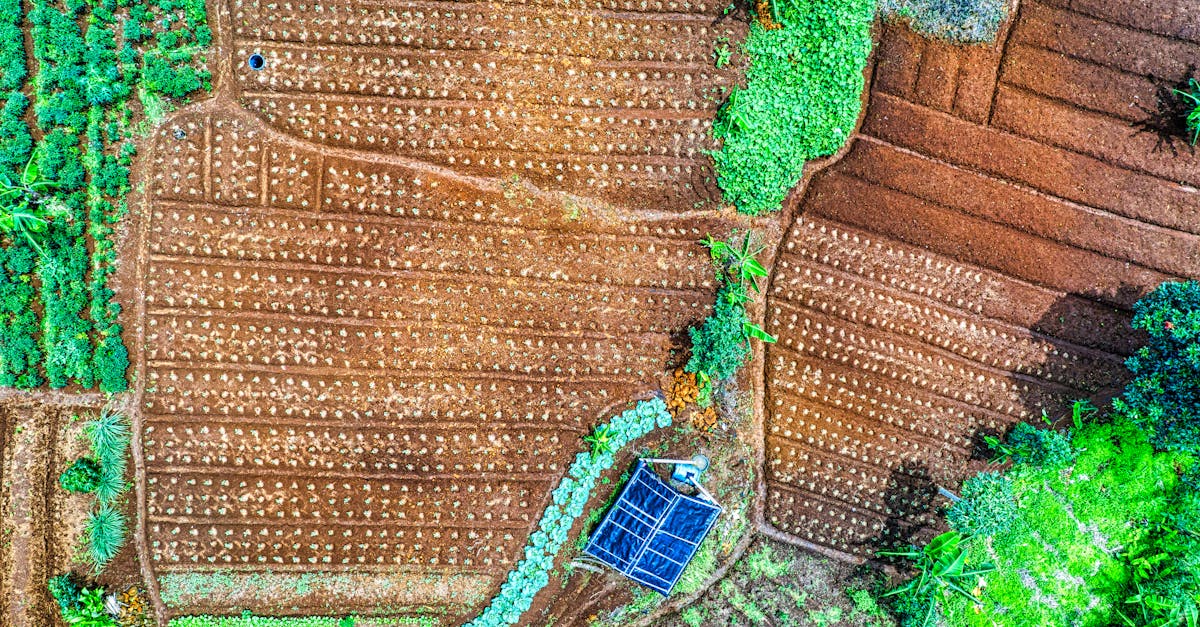 découvrez les pratiques de l'agriculture biologique, une méthode respectueuse de l'environnement qui favorise la biodiversité, préserve les sols et garantit des aliments sains et nutritifs. apprenez comment cultiver sans pesticides ni engrais chimiques tout en soutenant le développement durable.