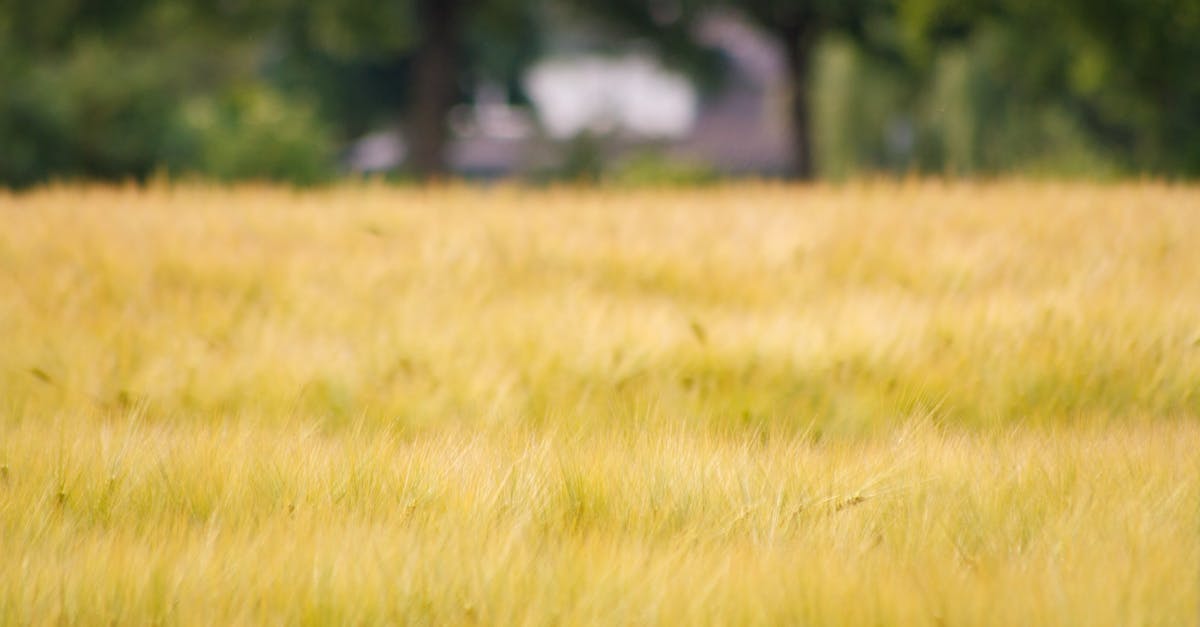 découvrez les bienfaits de l'agriculture biologique, une méthode respectueuse de l'environnement qui favorise la santé des sols, des écosystèmes et la qualité des aliments. adoptez des pratiques durables pour une alimentation saine et responsable.
