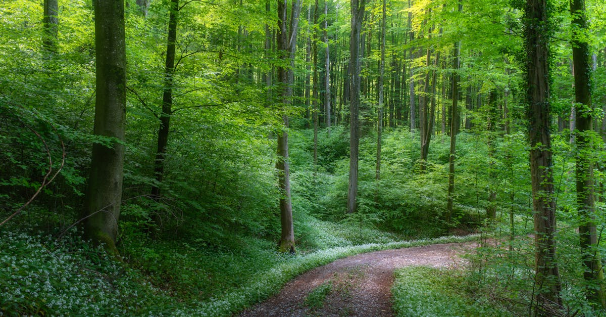 découvrez des stratégies durables innovantes pour un avenir éco-responsable. apprenez comment intégrer des pratiques respectueuses de l'environnement dans votre quotidien et votre entreprise pour contribuer à la préservation de notre planète.