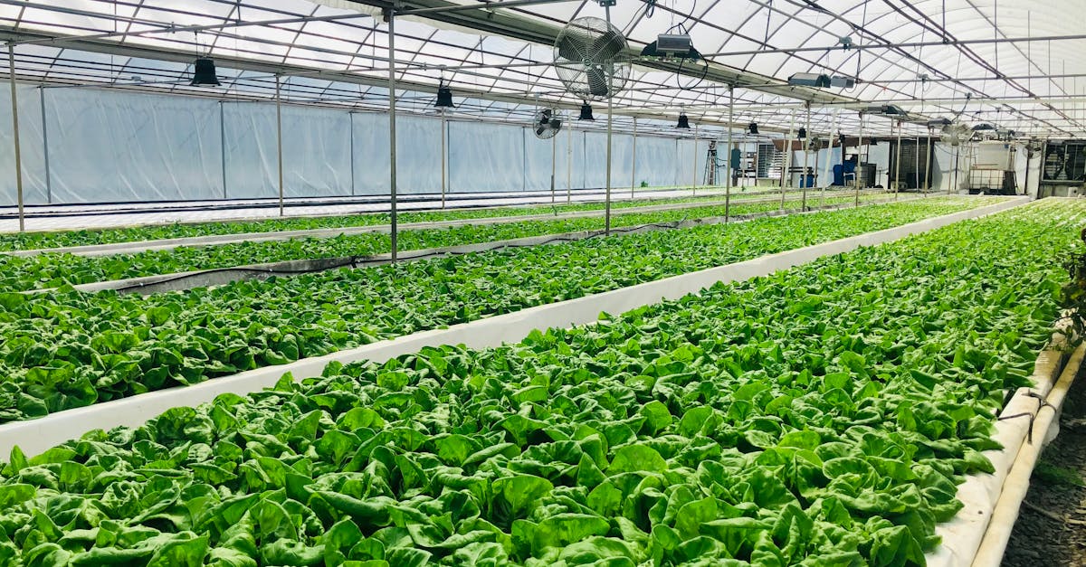 découvrez le potentiel de l'urbanisme durable, une approche innovante qui allie développement urbain et respect de l'environnement. explorez des solutions écologiques pour créer des villes vivables, inclusives et résilientes, tout en préservant les ressources pour les générations futures.