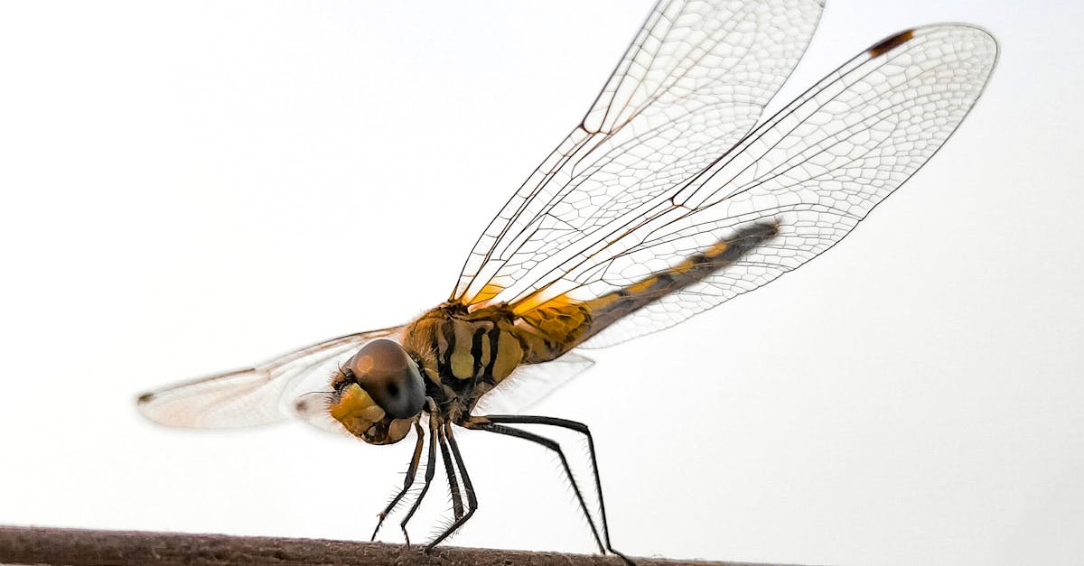 explorez la richesse de la biodiversité terrestre, découvrez les écosystèmes variés et les espèces fascinantes qui peuplent notre planète. apprenez l'importance de la protection de la biodiversité pour maintenir l'équilibre écologique et soutenir la vie sur terre.