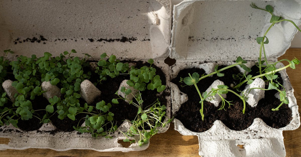 découvrez des stratégies efficaces pour la réduction des déchets et apprenez comment adopter un mode de vie plus durable. explorez des conseils pratiques, des innovations écologiques et des initiatives pour diminuer votre empreinte environnementale.