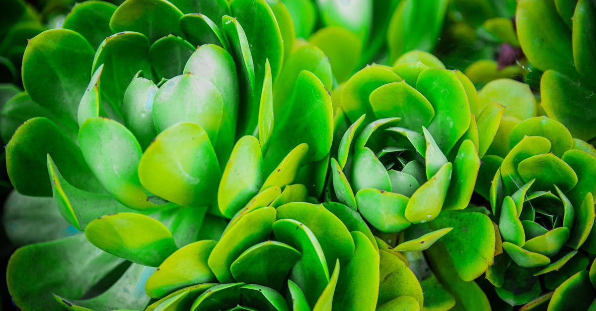 Jardinage écologique : conseils pratiques pour un potager durable