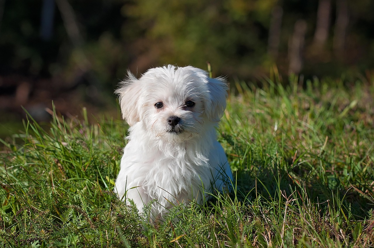 découvrez l'univers fascinant des chiens : conseils d'éducation, soins, races populaires et astuces pour le bien-être de votre fidèle compagnon. plongez dans notre guide complet pour les amoureux des chiens.
