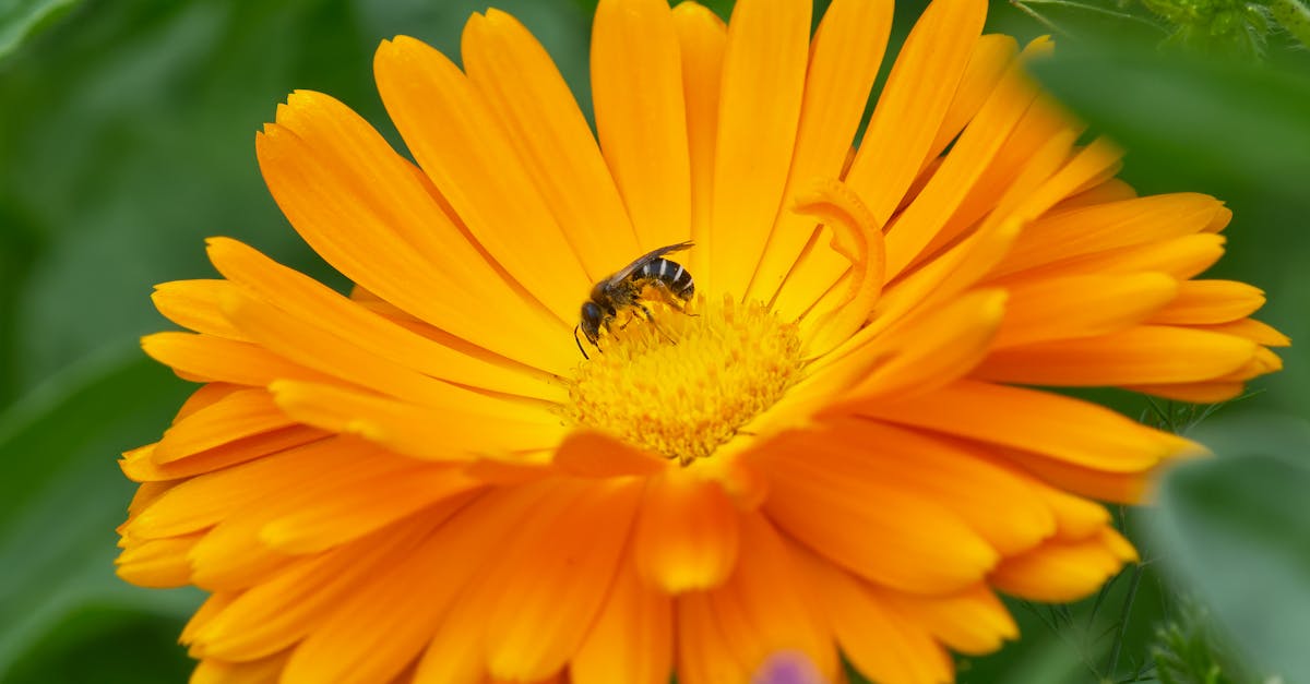 découvrez les réglementations environnementales essentielles qui visent à protéger notre planète. apprenez comment ces règles influencent les pratiques industrielles, la conservation des ressources naturelles et la lutte contre le changement climatique.