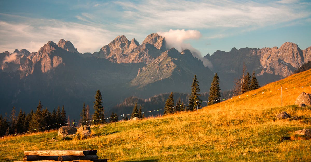 découvrez tout sur la foresterie, un domaine essentiel pour la gestion durable des ressources naturelles, la préservation des écosystèmes et la lutte contre le changement climatique. apprenez les techniques modernes de sylviculture, l'importance des forêts et leur rôle vital dans notre environnement.
