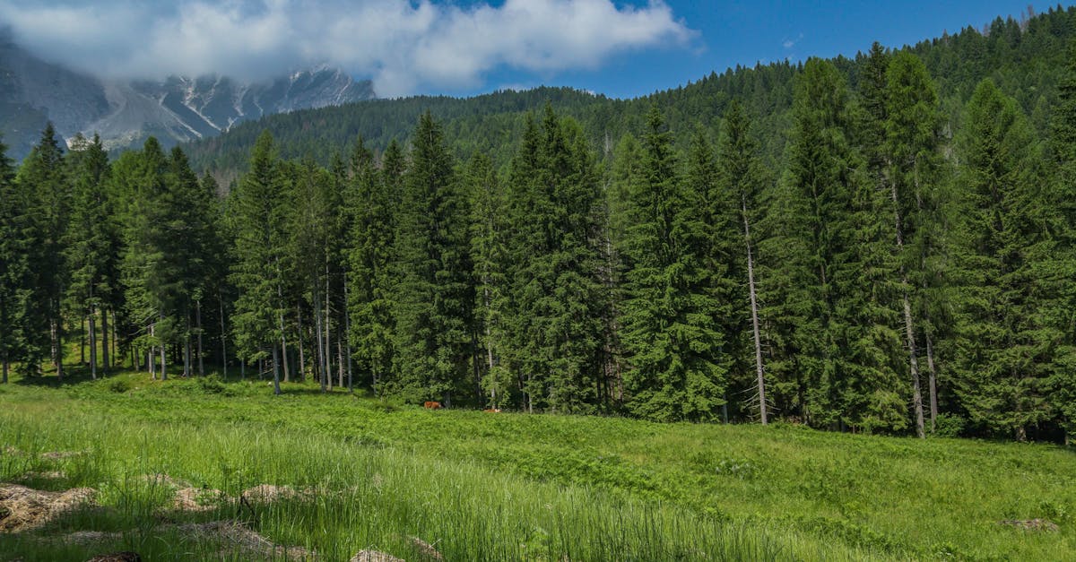 découvrez l'univers de la foresterie, où la gestion des forêts et la préservation de l'environnement se rencontrent. apprenez comment les pratiques durables contribuent à la biodiversité, à la lutte contre le changement climatique et au développement économique des régions forestières.