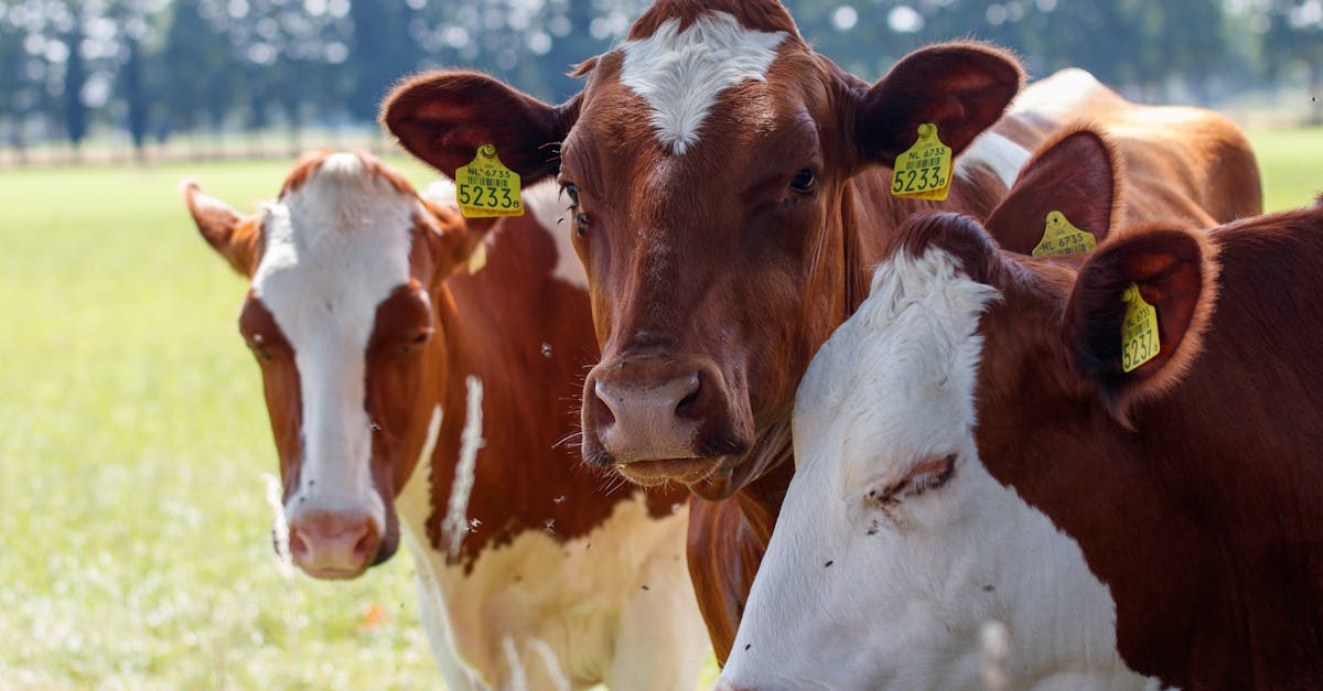 découvrez comment les industries vertes révolutionnent l'économie en adoptant des pratiques durables et respectueuses de l'environnement. apprenez-en plus sur les innovations écologiques, les technologies vertes et leur impact sur la transition vers un avenir plus durable.
