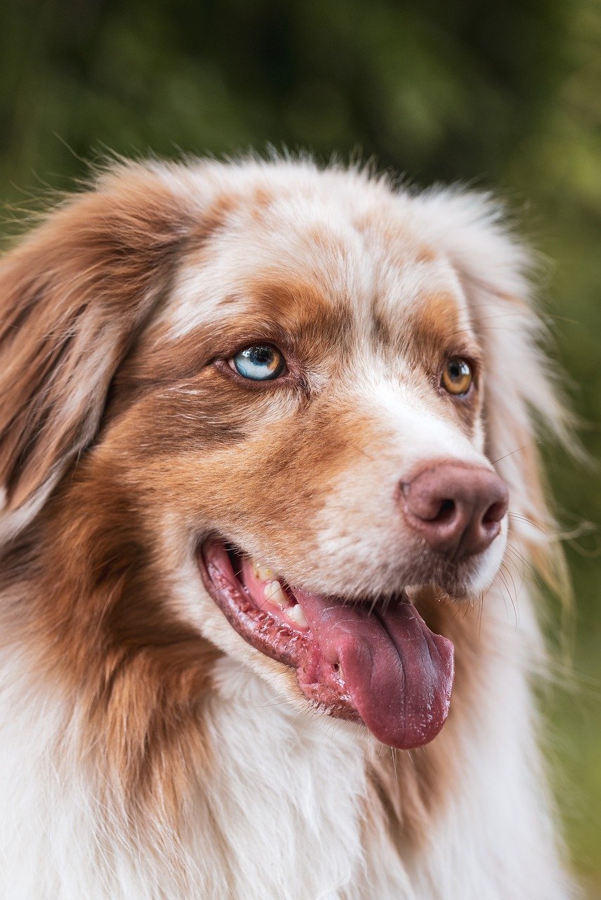 les chiens, amis fidèles mais ennemis de la nature