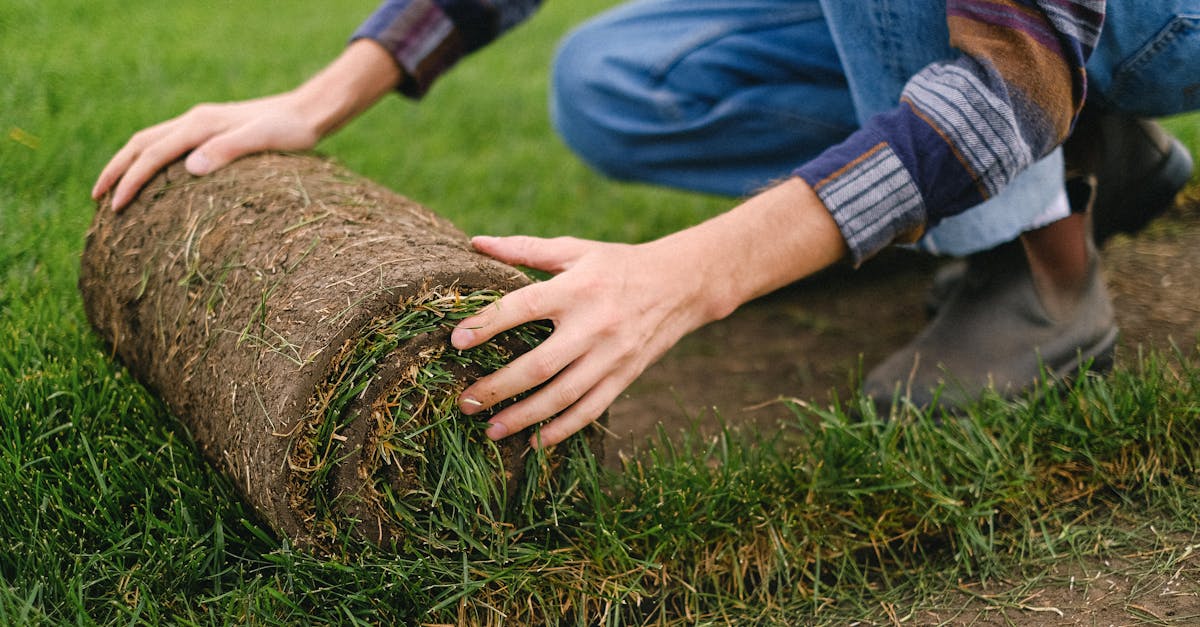 découvrez comment le renouveau rural transforme les territoires, favorise le développement économique et améliore la qualité de vie des communautés. plongez dans les initiatives innovantes, les projets durables et les témoignages inspirants qui redonnent vie aux zones rurales.
