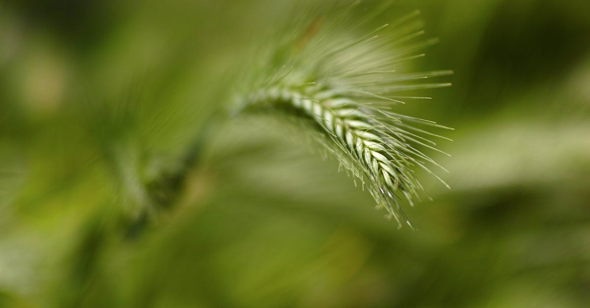 découvrez les initiatives de renouveau rural qui transforment nos campagnes en offrant des solutions durables et innovantes pour revitaliser les territoires, renforcer les communautés et préserver le patrimoine naturel.