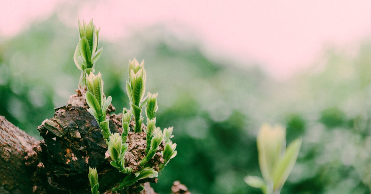 découvrez comment le renouveau rural transforme les communautés, revitalise les économies locales et préserve l'environnement. plongez dans les initiatives innovantes qui redéfinissent la vie à la campagne.