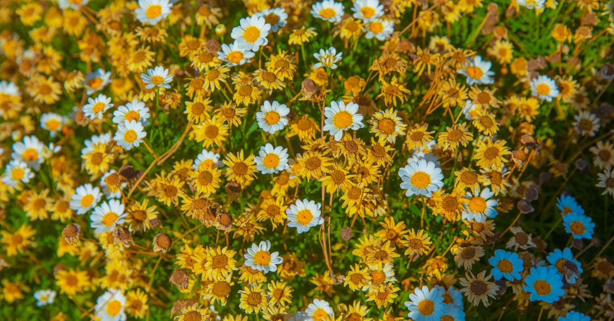 découvrez les principes du jardinage durable pour cultiver votre espace vert tout en préservant l'environnement. apprenez des techniques écologiques, des astuces pour utiliser moins d'eau et des méthodes pour favoriser la biodiversité dans votre jardin.